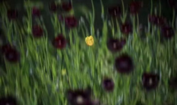 維生素缺乏會導致視物模糊